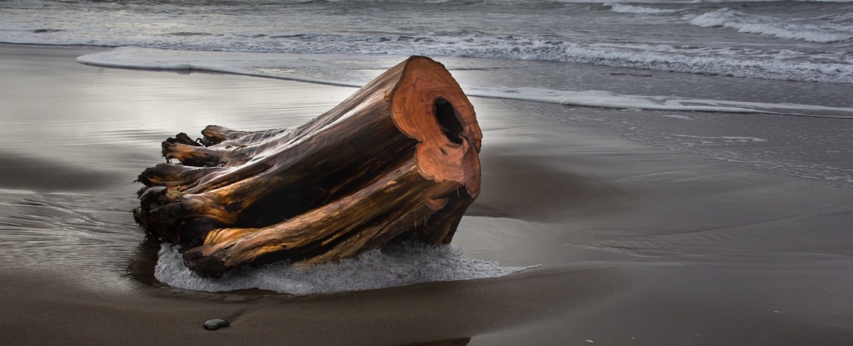 Driftwood on the beach.