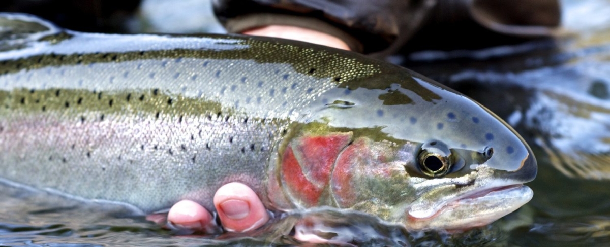 Close up of steelhead fish.