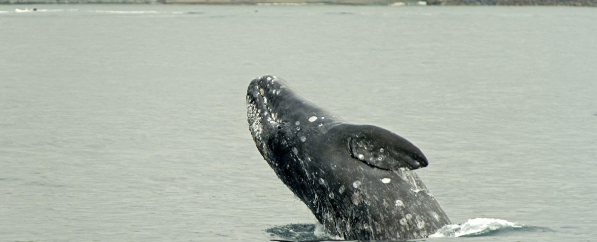 Whale breaching the water.