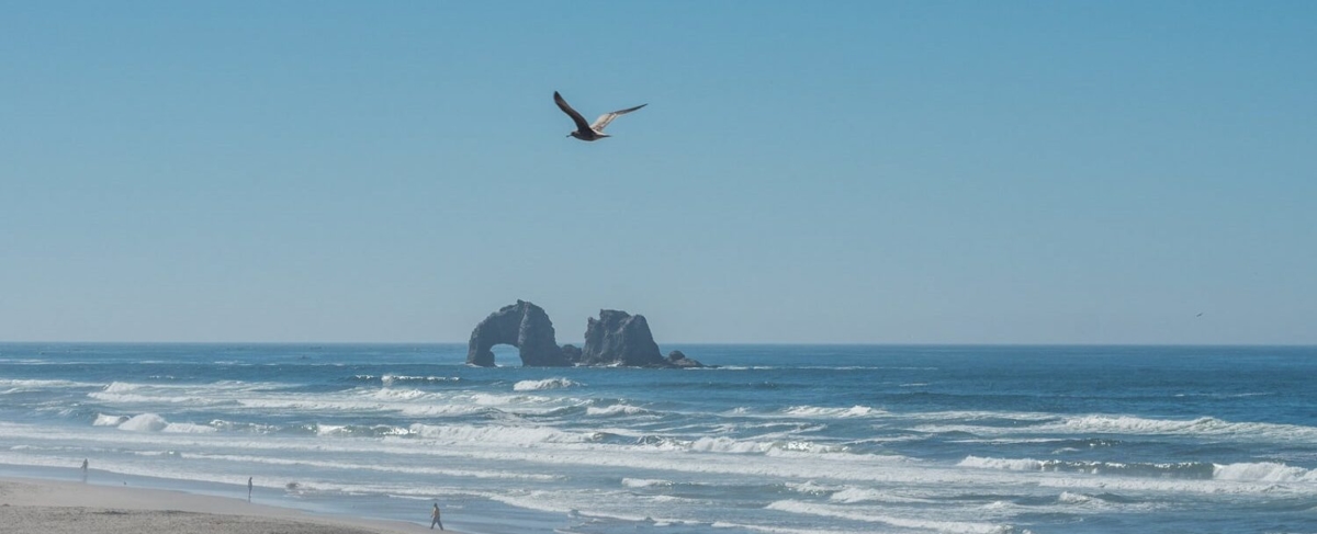 Gull flying on the beach.