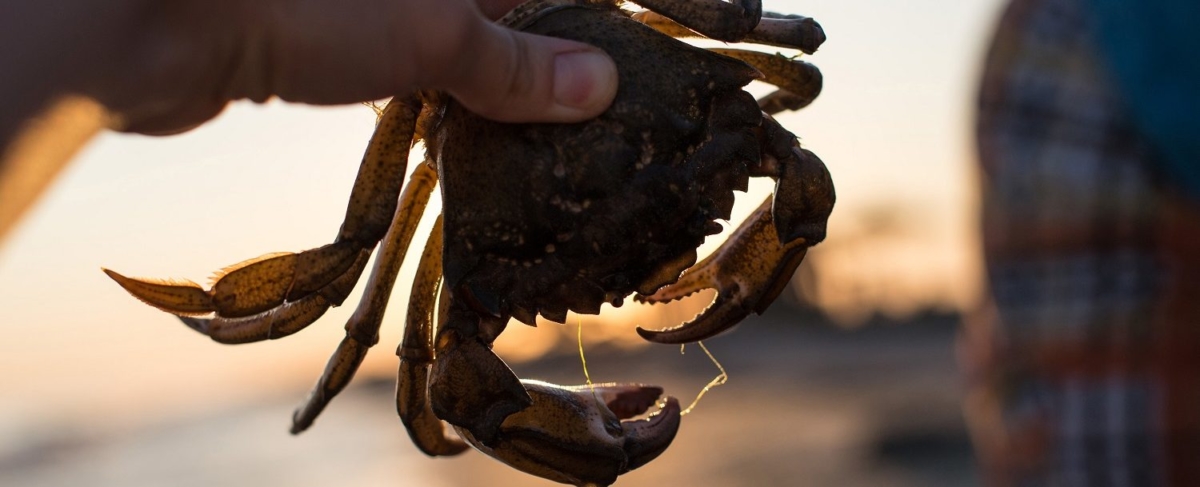 close up of a crab.