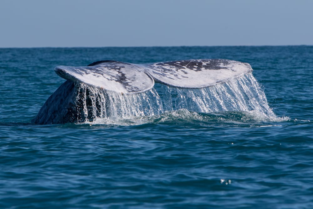 Whale fluke rising from the water.