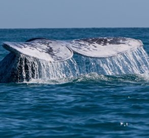 Whale fluke rising from the water.