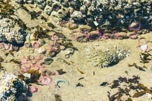 sea anemones